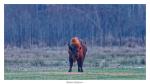 Wisent bei Sonnenuntergang