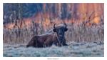 Wisent bei Sonnenaufgang