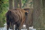 Wisent im Wald