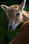 Tierpark Arth-Goldau/I