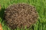 Igel