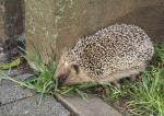 Igel an Mauer