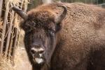 Wisent 2