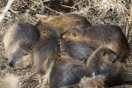 Kuschelrunde bei Familie Nutria