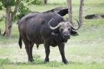 Kwando Büffel