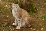 Luchs