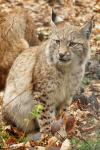 Luchs