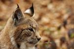 Luchs