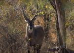 Impressionen aus Afrika - Makutsi Safari Farm