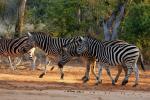 Burchells Zebra