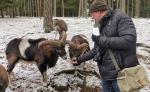 Mit Mufflons im Veldensteiner Forst