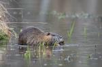 Nutria 2