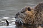 Nutria 5