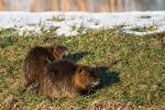 Nutria Barzlin 3