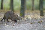 Nutria im Schlossgarten