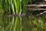 Nutria ausgewachsen