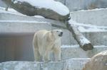 Eisbär vom Karlsruher Zoo