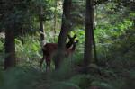 Rehe im Bürgerpark 2