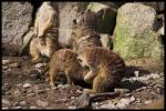 Erdmännchen - Zoo Karlsruhe