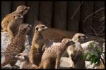 Erdmännchen - Karlsruher Zoo 2