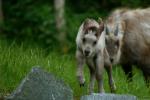 Japanisches Serau-Kalb