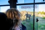 Elefant Etosha