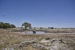 Elefant Etosha