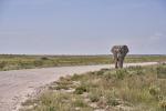 Elefant Etosha