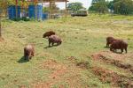 Capybara Pantanal