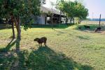 Capybaras Pantanal