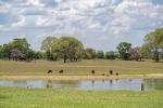 Capybaras Pantanal