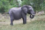 Elefant