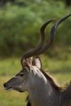 Kudu