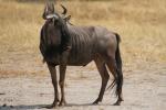 Gnu