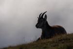 Steinbock Kitz