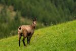 Gämse, Gran Paradiso NP (I)