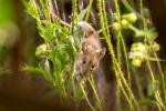 Maus im Mohn