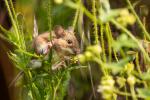 Maus im Mohn