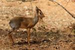 Dik Dik