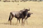 Gnus