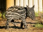 Tapirnachwuchs