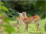 Fototreffen Tierpark Aschersleben