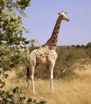 Westfarikanische Giraffe 1