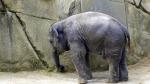 Elefant im Kölner Zoo