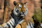 Tiger im Nürnberger Zoo