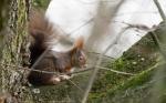 Eichhörnchen im Baum