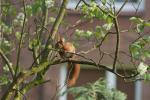 Eichhörnchen im Hof