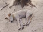 Mauritius, Strassenhund macht Siesta