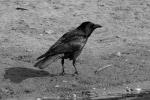 Huginn