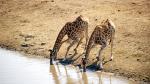 durstige Giraffen